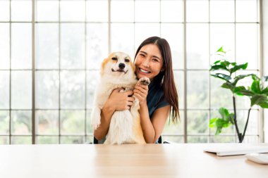 Parlak modern ev ofisinde sevimli bir Corgi köpeği tutan mutlu genç kadın, gösteriş yapan arkadaşlık, uzaktan çalışma-yaşam dengesi, ve doğal ışık ve neşeli duygu ile evcil hayvan dostu yaşam tarzı..