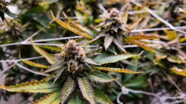 Kontrollü bir iç mekanda yetişen olgun kenevir bitkilerinin yakın çekimi. Detaylı trikolar ve canlı yapraklar, tıbbi veya eğlence amaçlı marihuana endüstrisi için uygun olan tarım kalitesini vurgular.