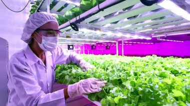 Bilimadamı LED ışıkları altında yüksek teknolojili kapalı bir hidroponik çiftlikte marulu inceliyor. Görüntü çevre dostu tarım, bitki araştırmaları ve sürdürülebilir gıda üretim yeniliklerini vurguluyor.