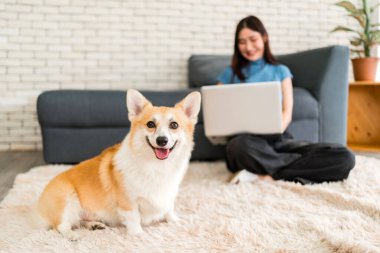 Rahat bir evde dizüstü bilgisayarda çalışan bir kadınla tüylü bir halıda gülümseyen Corgi. Evden çalışma, evcil hayvan arkadaşlığı, uzak yaşam tarzı ve modern yaşam stoku kavramları için ideal..