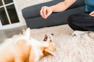 Neşeli bir Corgi, yumuşak bir halıya uzanmış, ağzı açık, sahibinin elinden bir ödül bekliyor. Evcil hayvan bakımı, bağ kurma, ev içi eğitim ve evcil hayvanlarla neşeli anlar yakalar..