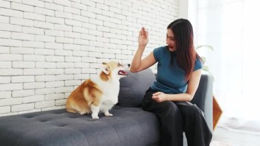 Gülümseyen genç kadın Corgi köpeğini sıcak bir oturma odasında eğitti. Evcil hayvan bir kanepeye oturur, hevesle bakar, neşe dolu bağları ve evde itaat anlarını yakalar..