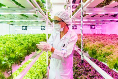 Bilim adamı LED ışıklandırmalı dikey bir hidrofonik çiftlikteki yapraklı yeşillikleri inceliyor. Laboratuvar malzemesi giyerek, kentsel tarım için sürdürülebilir tarım teknolojisi çözümleri kullanarak çevre dostu tarım büyümesi sağlıyor..