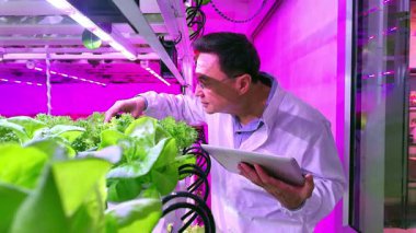Bilim adamı kapalı bir hidrofonik çiftlikte mor LED ışıkları altında tablet kullanarak yapraklı yeşillikleri inceliyor. Yüksek teknoloji eko tarımı sürdürülebilir gıda üretimini ve akıllı tarım yeniliğini artırır.