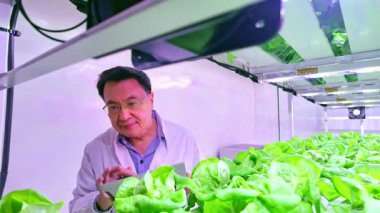 Bilimadamları LED ışıkları altında yüksek teknoloji ürünü dikey bir çiftlikte taze hidroponik marulu inceliyor. Çevre dostu organik gıda üretimi için sürdürülebilir kentsel tarım teknolojisi. Gerçek zamanlı 4k video.