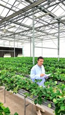 Agronomist yüksek teknolojili bir seradaki çilek bitkilerini inceliyor. Sürdürülebilir hidrofonik tarım minimum çevresel etkiye sahip verimli ürün üretimini sağlamak için akıllı tarım sistemleri kullanır.