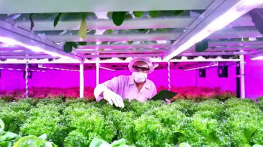 Bilim adamı, LED ışıklarının altındaki dikey bir çiftlikte marul yetiştiriyor. Kapalı alanda kontrol edilen tarım modern hidrofonik ve akıllı tarım yöntemleri kullanılarak eko-dost, sürdürülebilir gıda üretimini teşvik etmektedir..