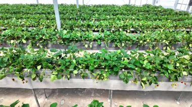 Dikey tarım yöntemlerini kullanarak düzenli ve temiz bir serada yetişen çilek bitkileri. Eko-tarım, akıllı tarım, gıda yeniliği ve sürdürülebilir ürün üretim sistemi kavramı.