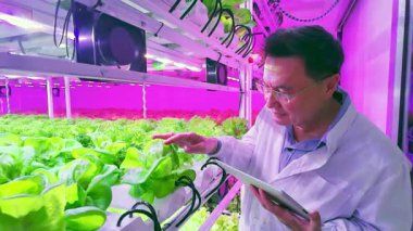 Bilim adamı LED altında yeşil yapraklı sebzeleri inceliyor modern bir kapalı alan hidroponik çiftliğinde ışık yetiştiriyor. Dikey tarım, akıllı tarım, gıda güvenliği ve sürdürülebilir teknoloji kavramı.