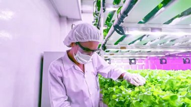 Bilim adamı LED ışıklandırma kullanarak kontrollü bir hidrofonik çiftlikteki yapraklı yeşillikleri inceliyor. Temiz gıda kavramı, tarım alanında yenilik, kentsel sürdürülebilirlik ve kapalı alanda mahsul üretimi.
