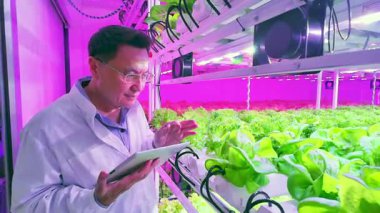Bilim adamı, tablet kullanarak dikey kapalı bir çiftlikteki taze marulu inceliyor. Gelişmiş hidrofonik sistemler ve LED büyüyen ışıklar akıllı teknolojiyle verimli ve sürdürülebilir gıda üretimini sağlar..