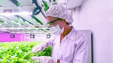 Bilim adamı LED ışıkları altında kapalı bir hidrofonik çiftlikteki yapraklı yeşillikleri inceliyor. Laboratuvar malzemesi giyerek, bitki sağlığını kontrol ediyor, teknoloji güdümlü sürdürülebilir tarım ve gıda yenilik eğilimlerini vurguluyor.