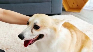 Mutlu bir Corgi köpeğinin, yumuşak bir halıda nazikçe okşanıp sıcak bir yuva ortamında şefkat, güven ve yakınlık göstermesi. Evcil hayvan bakımı, aşk ve ev hayatı temaları için mükemmel..