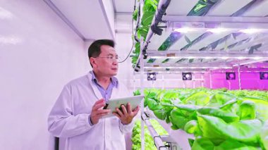 Laboratuar önlüklü bilim insanları modern bir dikey tarım tesisinde dijital tablet kullanarak hidroponik marul büyümesini izliyor, sürdürülebilir tarım, gıda yeniliği ve akıllı tarım teknolojisi sergiliyor.