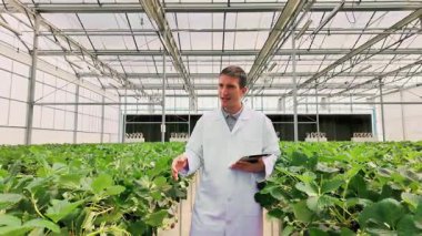 Laboratuar önlüklü bilim adamları bir tabletten elde edilen verileri açıklayan, akıllı tarım, mahsul izleme ve gelişmiş tarım uygulamalarını vurgulayan bir seradaki sıra çilek bitkilerinin arasında duruyorlar..