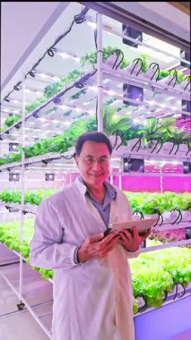 Laboratuvar önlüklü bir bilim adamı kapalı bir çiftlikte hidrofonik rafları ve LED ışıkları olan bir tablet kullanarak yüksek teknoloji kontrollü bir çevredeki yapraklı yeşillikleri izliyor..