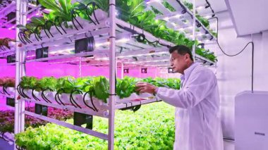 Mor LED altında kapalı bir çiftlikte ekinlerle ilgilenen bilim adamı ışık üretiyor, modern kentsel tarım ve sürdürülebilir gıda üretimini gösteren hidrofonik rafları inceliyor..