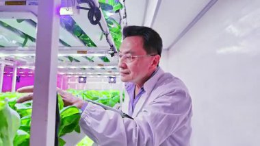 LED ışıkları altında yüksek teknolojili kapalı bir çiftlikteki yapraklı yeşillikleri inceleyen bilim adamları, sürdürülebilir kentsel tarım için kontrollü bir çevrede bitki sağlığı ve büyümeyi izliyorlar..