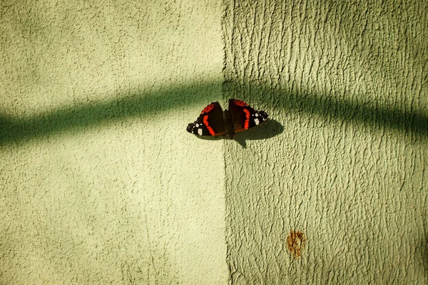 Pillangó Háttérben Fal Egy Felhős Napon — Stock Fotó