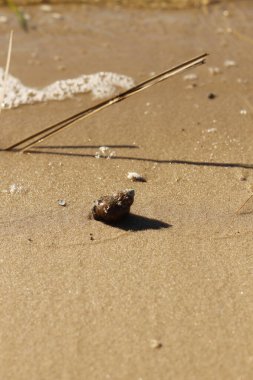 Güneşli bir günde, kumların üzerinde kahverengi bir deniz kabuğu ve bulanık arka planda yuvarlanan bir dalga.