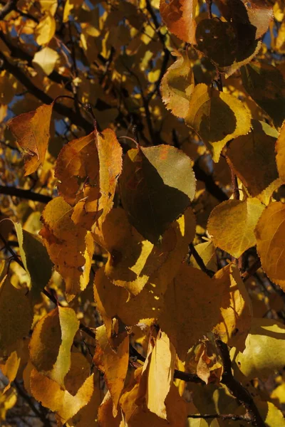 Gałąź Brzozy Zbliżenia Żółtych Liści Słoneczny Jesienny Dzień — Zdjęcie stockowe