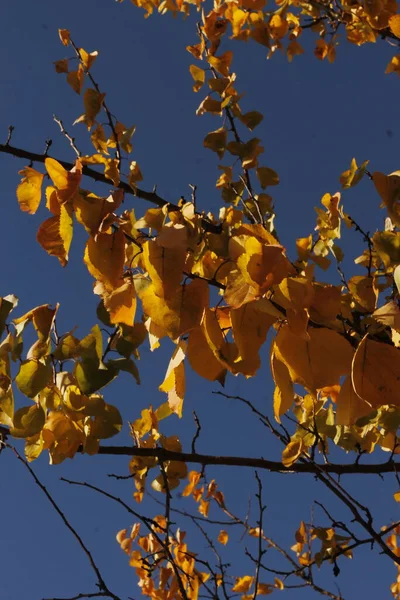 Gałązka Brzozy Żółtymi Liśćmi Zbliżenie Przeciw Błękitnemu Niebu Słoneczny Jesienny — Zdjęcie stockowe