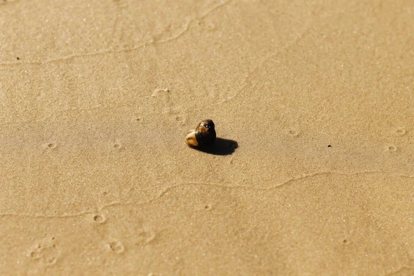 Eine Braun Goldene Muschel Fokus Einem Sandigen Flussufer — Stockfoto
