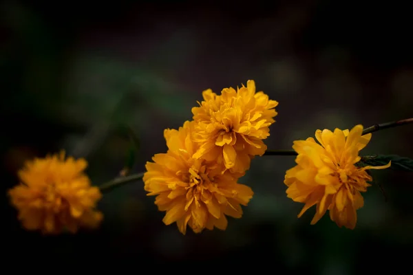 Kleine Gele Bloemen Stengel Een Natuurlijke Achtergrond Macro Foto Een — Stockfoto
