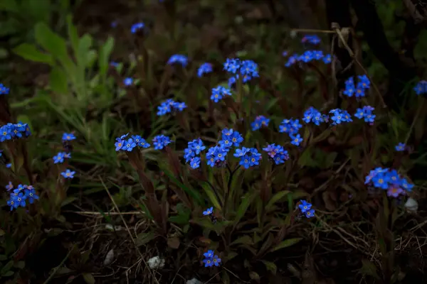 靠近自然背景的蓝色小野花 — 图库照片