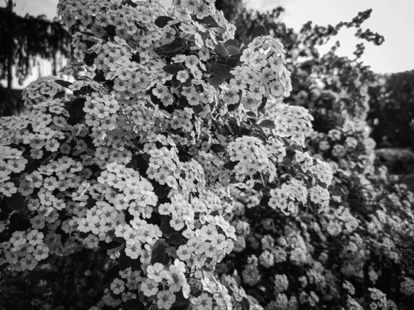 晴れた日に自然背景に焦点を当てた白い花の茂み 黒と白の写真 — ストック写真