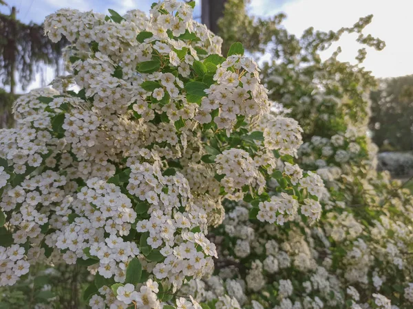 Arbusto Flores Silvestres Brancas Perto Fundo Natural Dia Quente Ensolarado — Fotografia de Stock