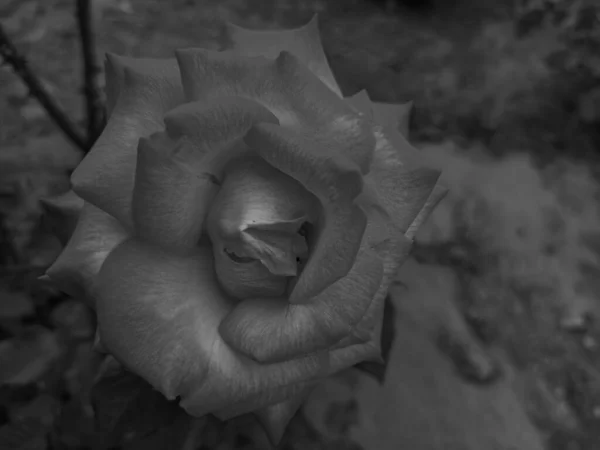Schwarz Weiß Foto Einer Großen Roten Rose Nahaufnahme Mit Dunklem — Stockfoto