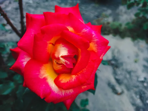在花园里 大大的红玫瑰与暗模糊的自然背景紧密相连 — 图库照片