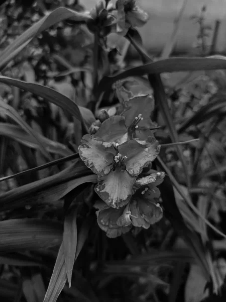 Schwarzweiß Foto Von Wildblumen Kleinen Blauen Blüten Von Tradescania Nahaufnahme — Stockfoto