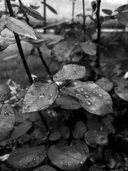 Schwarz Weiß Foto Eines Regentropfens Auf Einem Rosenblatt Einem Bewölkten — Stockfoto