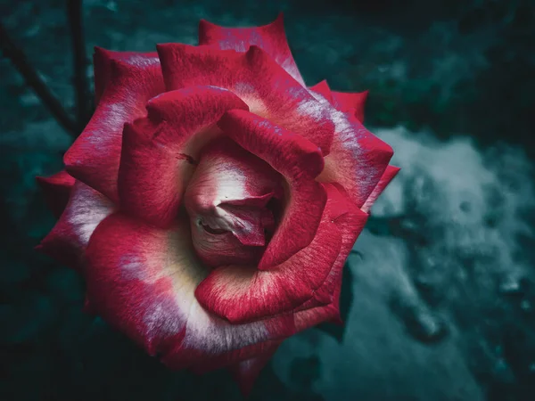 Große Rote Rose Nahaufnahme Fokus Mit Dunklem Naturhintergrund Garten — Stockfoto