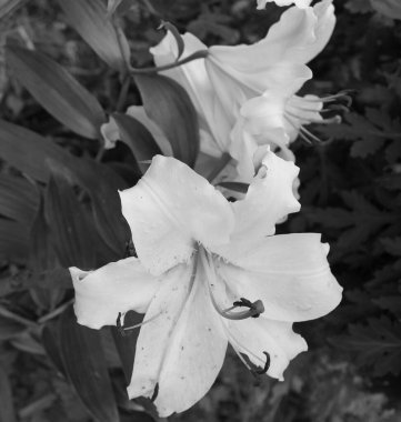 Siyah beyaz bir fotoğraf, büyük beyaz bir zambak çiçeği güneşli bir yaz gününde doğal bir arka planla yaklaşır..