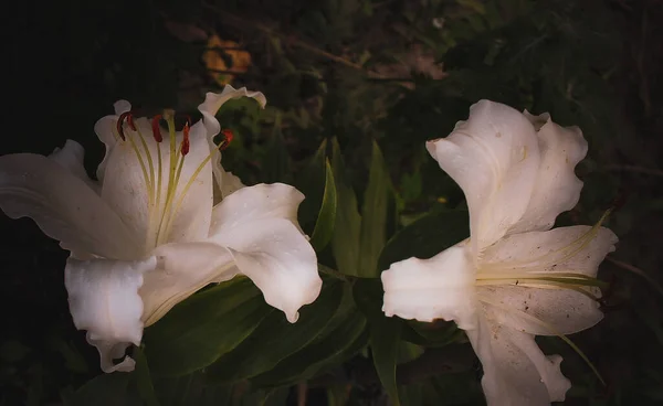 彩色照片上 在阳光明媚的夏日 一朵白色的大百合花与自然的深色背景紧密相连 以主要物体为焦点的水平照片 — 图库照片