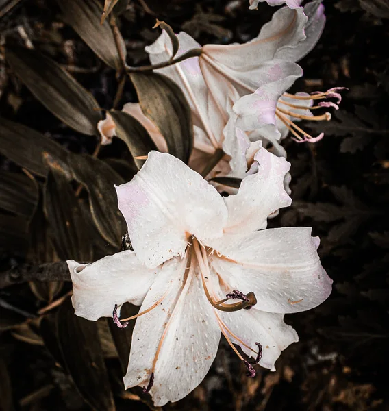 彩色照片 一个巨大的白色百合花与粉红色的色调在一个阳光明媚的夏天的自然黑暗的背景下关闭 以主要物体为焦点的水平照片 — 图库照片