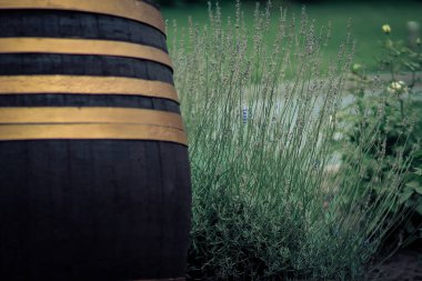 Güneşli bir yaz gününde çimlerin üzerinde metal bir kenarı olan ahşap bir fıçının yakın plan renkli fotoğrafı..