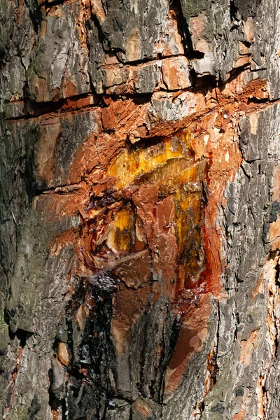 Tree bark structure with resin, natural background on a sunny day.