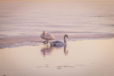 Güneşli bir kış gününde, donmuş bir gölette buzun üzerinde bir çift kuğu. Kuğular aşkın sembolüdür.
