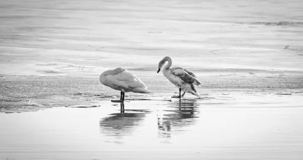 Two swans on a frozen pond in winter, black and white photo. Wintering of waterfowl