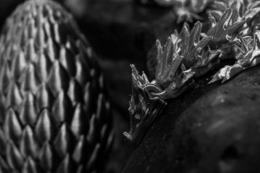 Siyah ve beyaz yatay fotoğraf, parlak mavi ejderha yakın çekim ve ejderha yumurtası, ejderha evi doğal çevre ve ağaç arka plan.