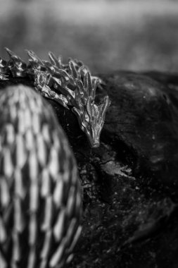 Siyah beyaz dikey fotoğraf, ağaçtaki parlak mavi ejderha, doğal ortamda ejderha yuvası ve ağaç arka planı. Yukarıdan aşağı yakın plan fotoğraf..