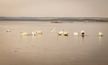 Renkli fotoğraf, kıyıya yakın sularda yüzen bir kuğu sürüsü, sabah ışığında doğal bir manzara..