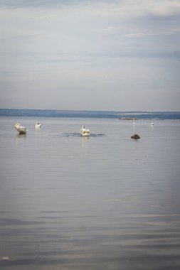 Renkli fotoğraf, kıyıya yakın sularda yüzen bir kuğu sürüsü, sabah ışığında doğal bir manzara..