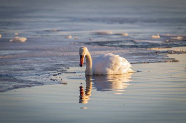 Uzakta donmuş gölün kenarlarında tek başına duran bir kuğunun yatay renkli fotoğrafı..