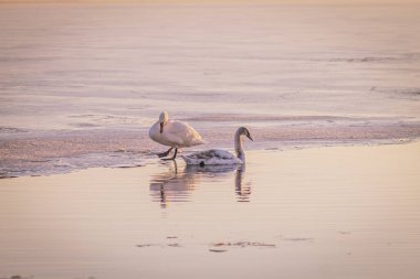 Güneşli bir kış gününde, donmuş bir gölette buzun üzerinde bir çift kuğu. Kuğular aşkın sembolüdür.