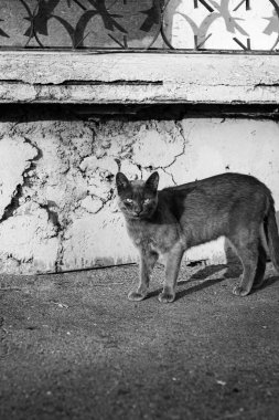 Tek renkli dikey fotoğraf, safkan sokak kedisi, harap olmuş bir binanın arka planı, şehir manzarası..